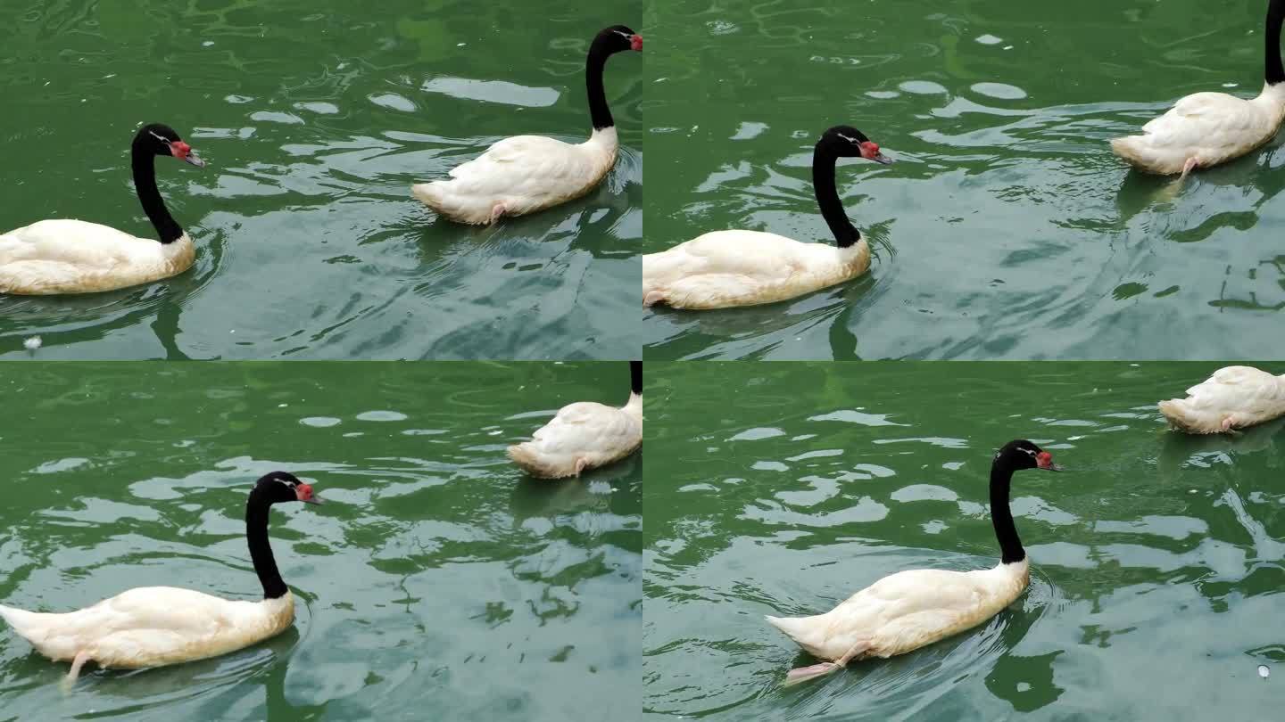 美丽的鹅在一起游泳。