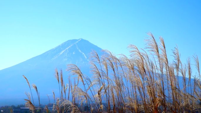 透过秋天的潘帕斯草原，可以看到川口湖和富士山