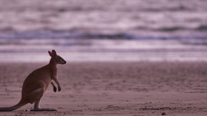 袋鼠在海滩上进食:澳大利亚北部