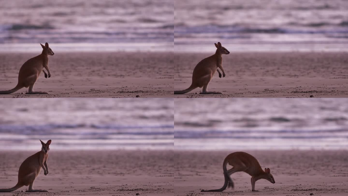 袋鼠在海滩上进食:澳大利亚北部
