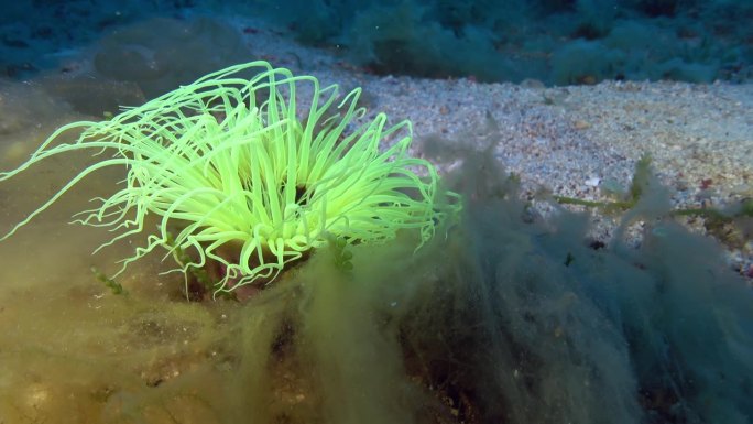水下深处——45米深的荧光海葵