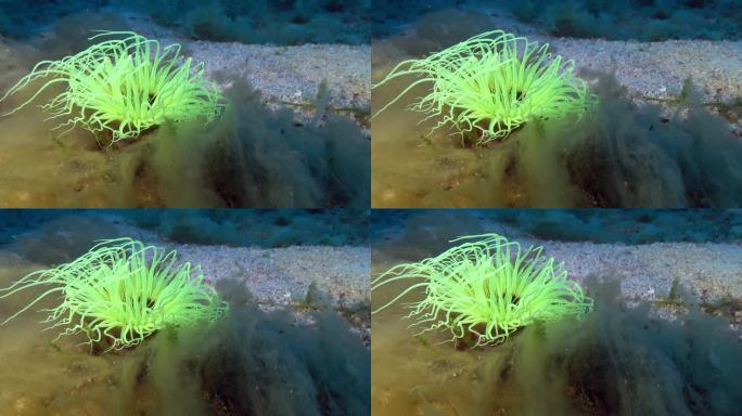 水下深处——45米深的荧光海葵