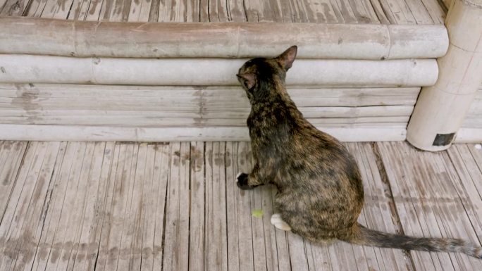 一只虎斑猫在竹制的工作空间里踱步。猫是家庭宠物，几乎在每个乡村的房子里都能找到。