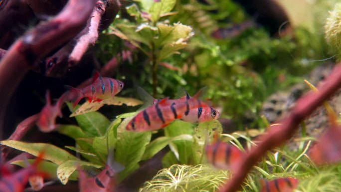 老虎倒钩在水族馆里游泳的特写镜头