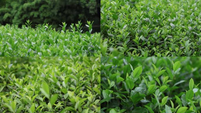 雨后茶园茶叶水珠