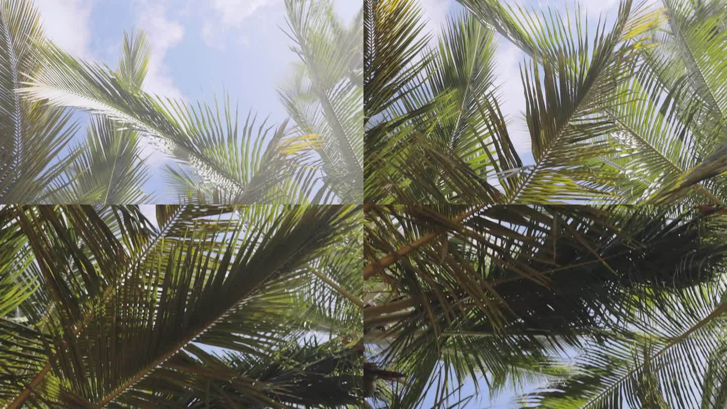 在热带地区的椰子树下散步