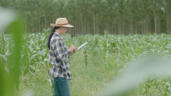 年轻的女农民用数码平板电脑检查农业种植的完整性。