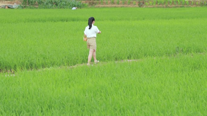 女孩漫步在稻田间