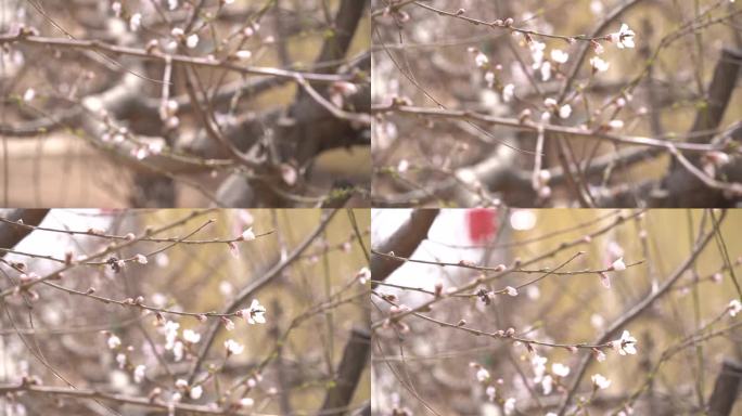 初春 春天 发芽 含苞待放 花骨朵 新芽