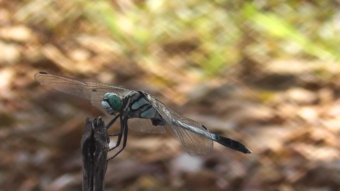 野地里栖息的无霸勾蜻蜓特写