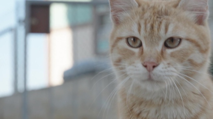 一只红头发的小猫慢慢靠近，看着镜头，特写镜头。