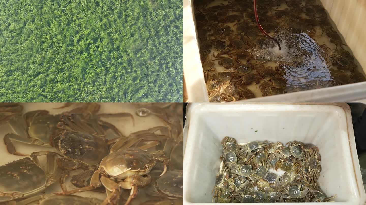 螃蟹养殖大闸蟹养殖