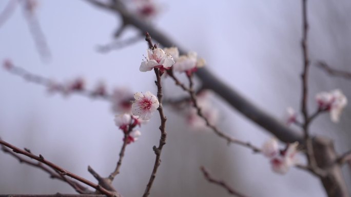 初春 春天 发芽 含苞待放 花骨朵 新芽