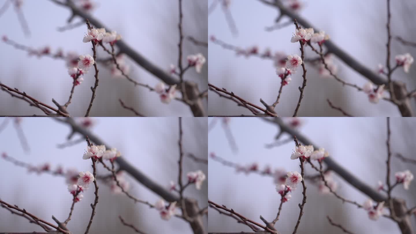 初春 春天 发芽 含苞待放 花骨朵 新芽