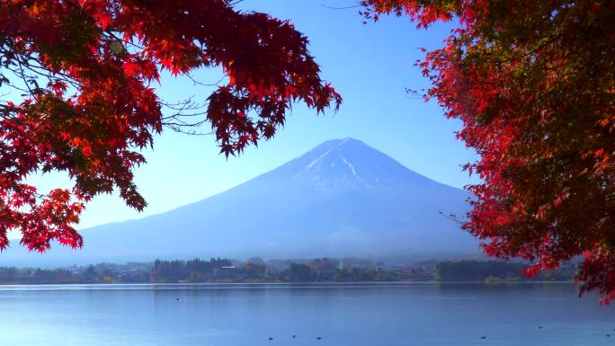 清晨的枫叶和远处的富士山