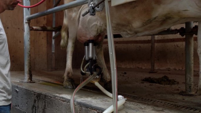 热闹的挤奶设施是有机奶牛场的支柱。这位农夫和他勤劳的女雇工配合得天作之合，促使奶牛急切地靠近挤奶站。