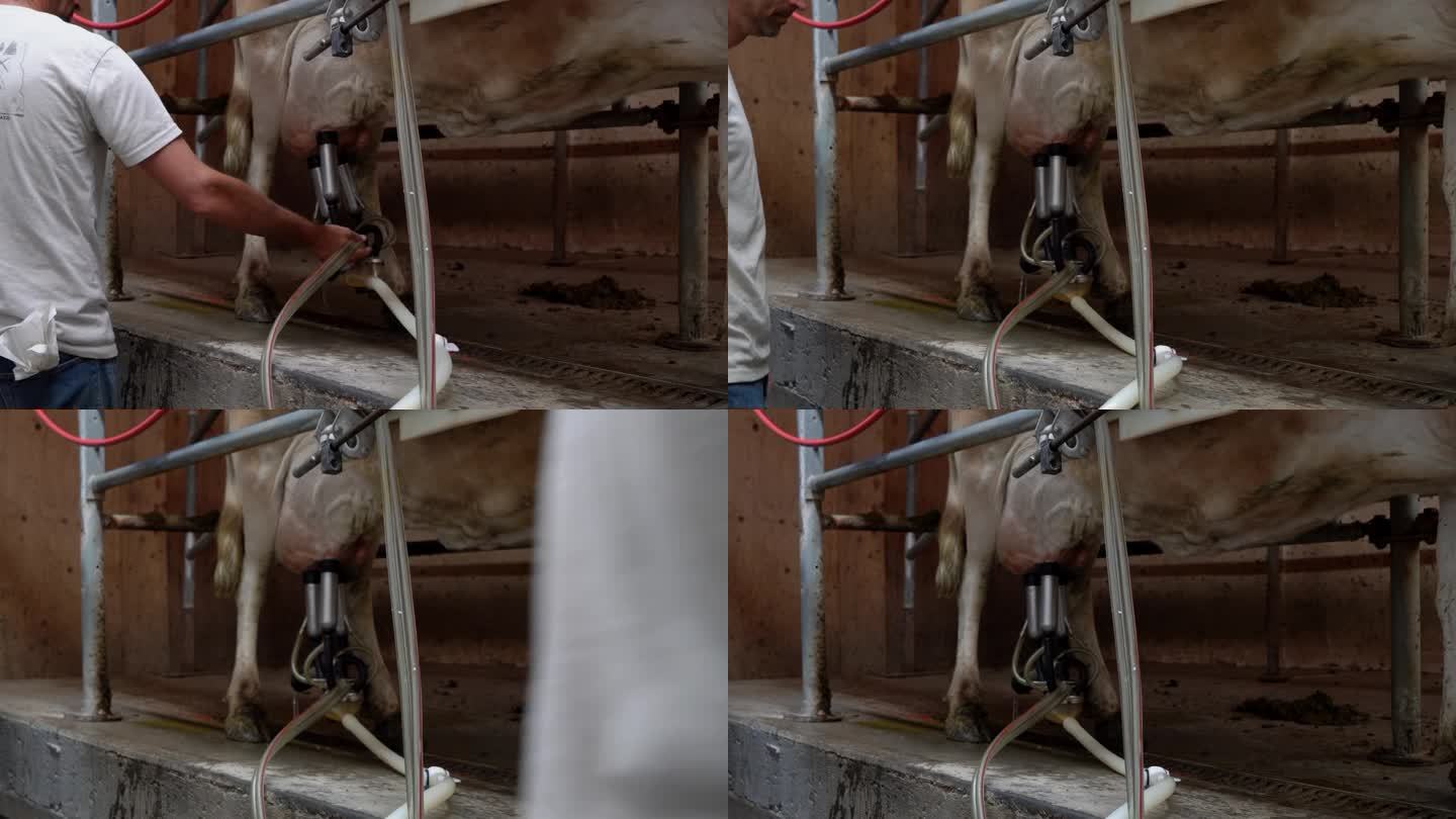 热闹的挤奶设施是有机奶牛场的支柱。这位农夫和他勤劳的女雇工配合得天作之合，促使奶牛急切地靠近挤奶站。