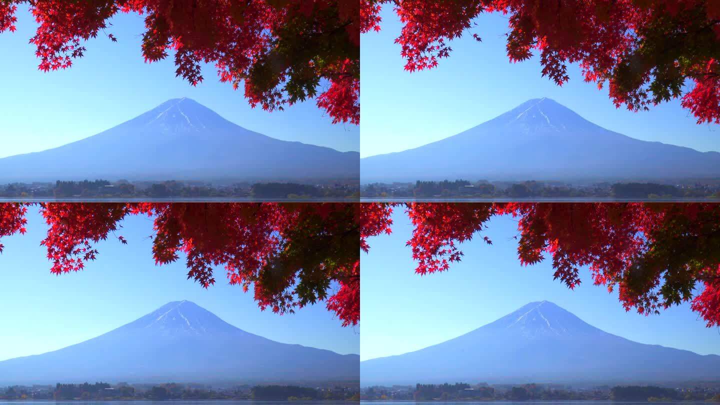 川口湖畔的深红枫叶和富士山