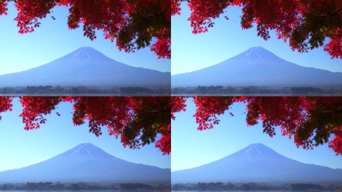 川口湖畔的深红枫叶和富士山