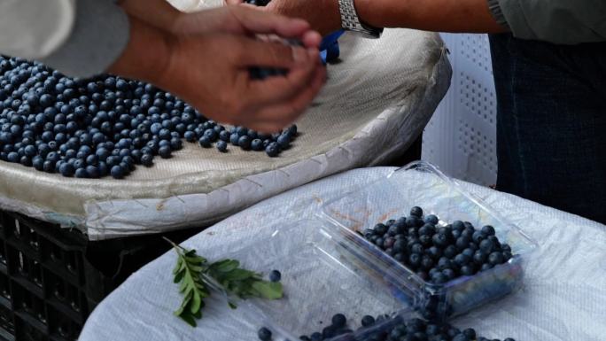 云南当地农贸菜市场蓝莓出售