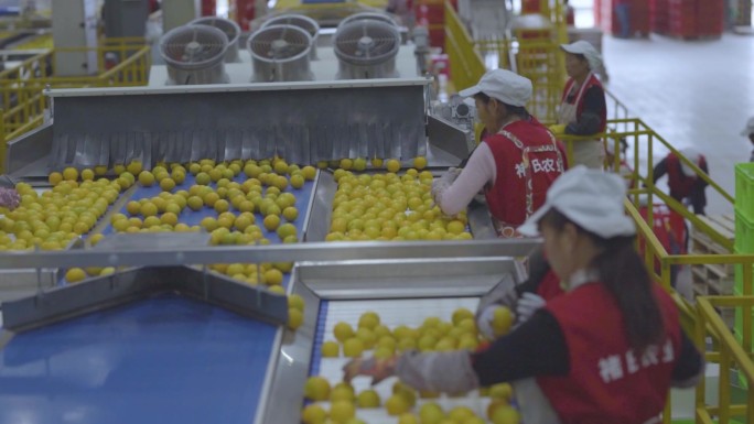 现代化工厂工人筛选冰糖橙全流程实拍