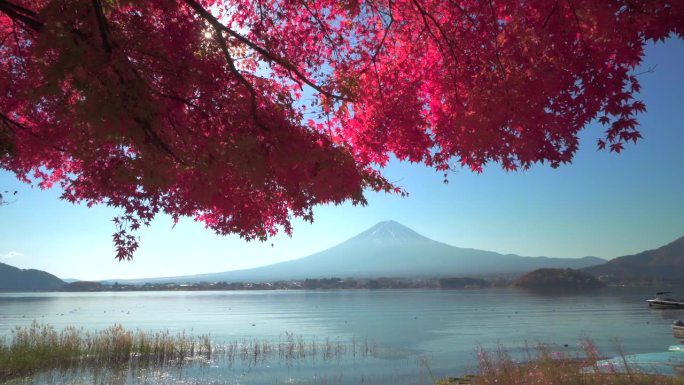 川口湖畔的深红枫叶和富士山