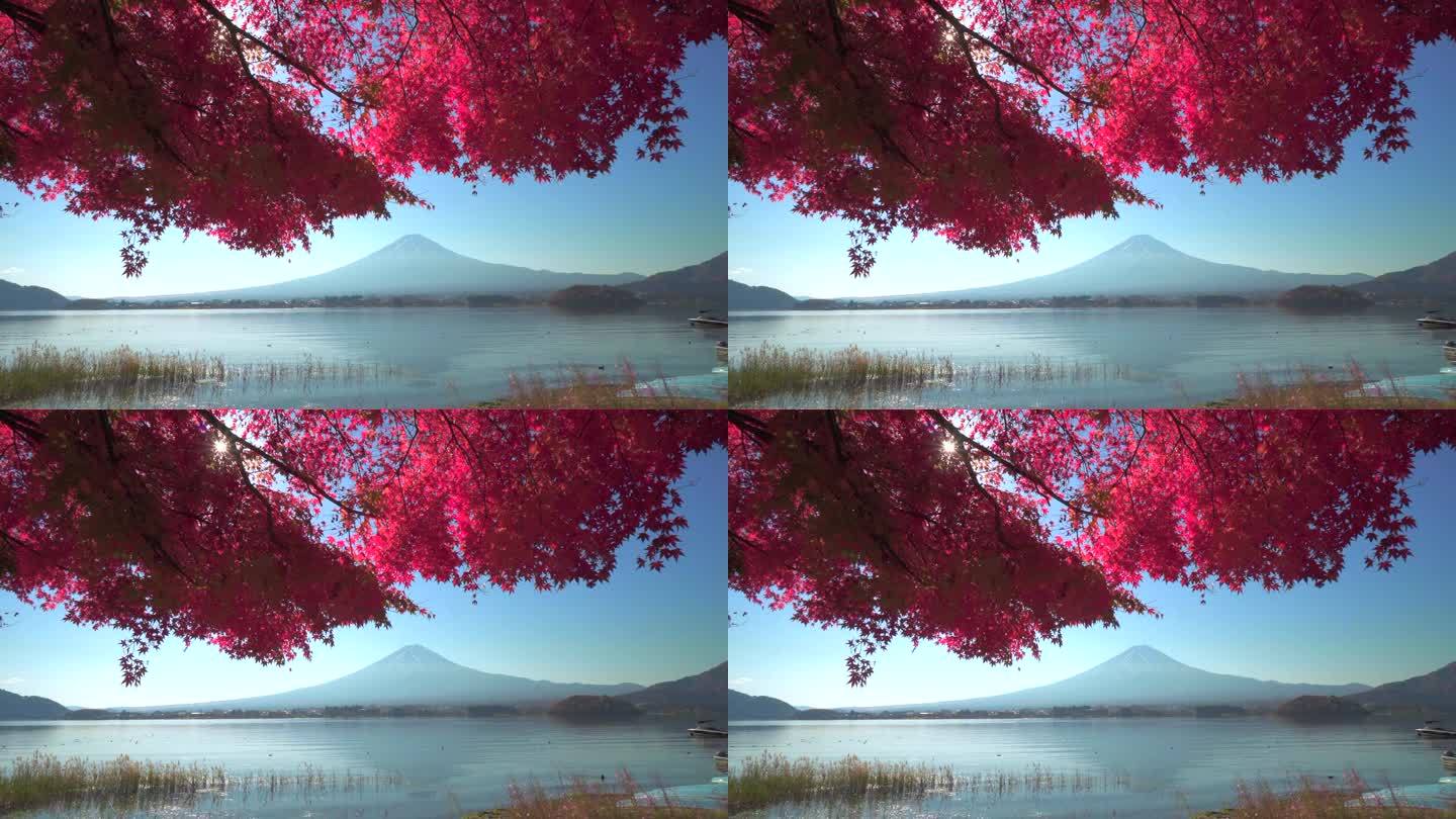 川口湖畔的深红枫叶和富士山
