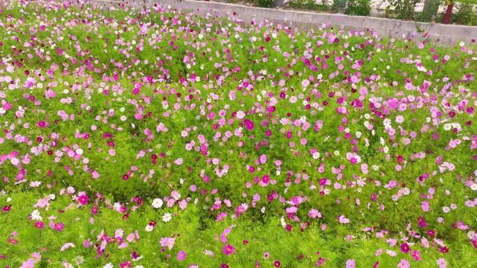 广西玉林市容县石寨镇石寨村格桑花开正浓时