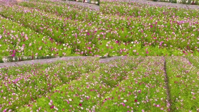 广西玉林市容县石寨镇石寨村格桑花开正浓时