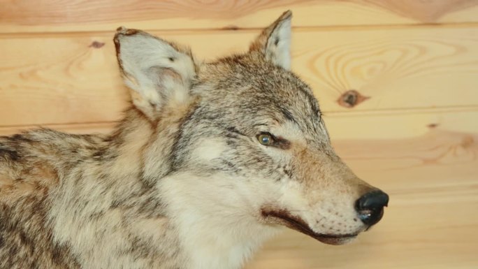 一个猎食狼的毛绒玩具站在一所乡村别墅里，背景是一堵木墙。猎人的家。特写镜头