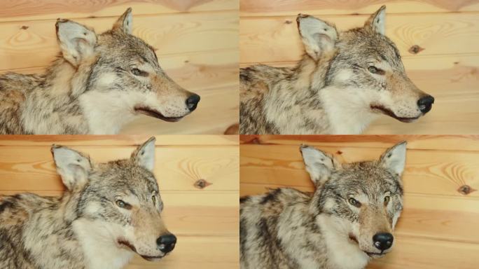 一个猎食狼的毛绒玩具站在一所乡村别墅里，背景是一堵木墙。猎人的家。特写镜头