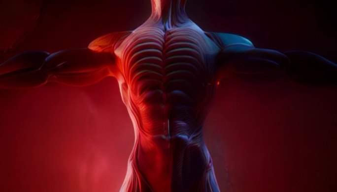 人体经络肌肉
