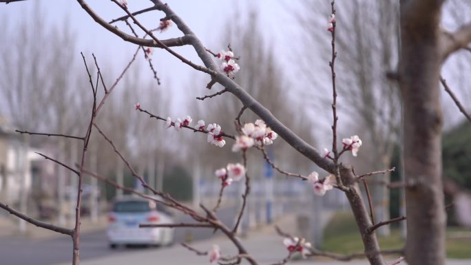 初春 春天 发芽 含苞待放 花骨朵 新芽