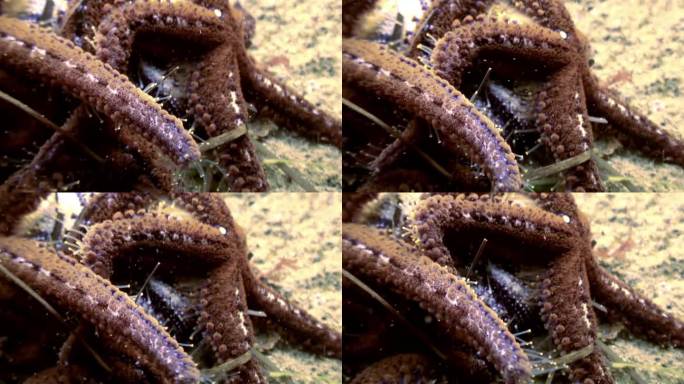 一群海星吞食海胆，展示进食过程。