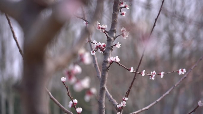 初春 春天 发芽 含苞待放 花骨朵 新芽