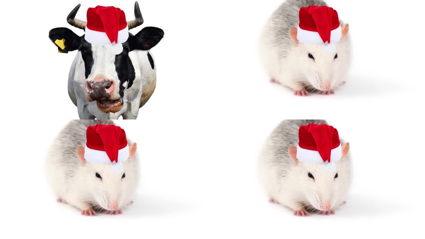 视频幻灯片显示有趣的动物在圣诞老人的帽子孤立的白色背景。新年或圣诞节视频与动物园和农场动物。4 k决