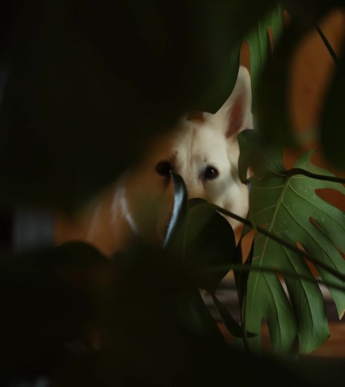 一只白色的狗透过一朵怪兽花的大叶子望向镜头。特写垂直视频。一只瑞士牧羊犬躲在室内植物后面