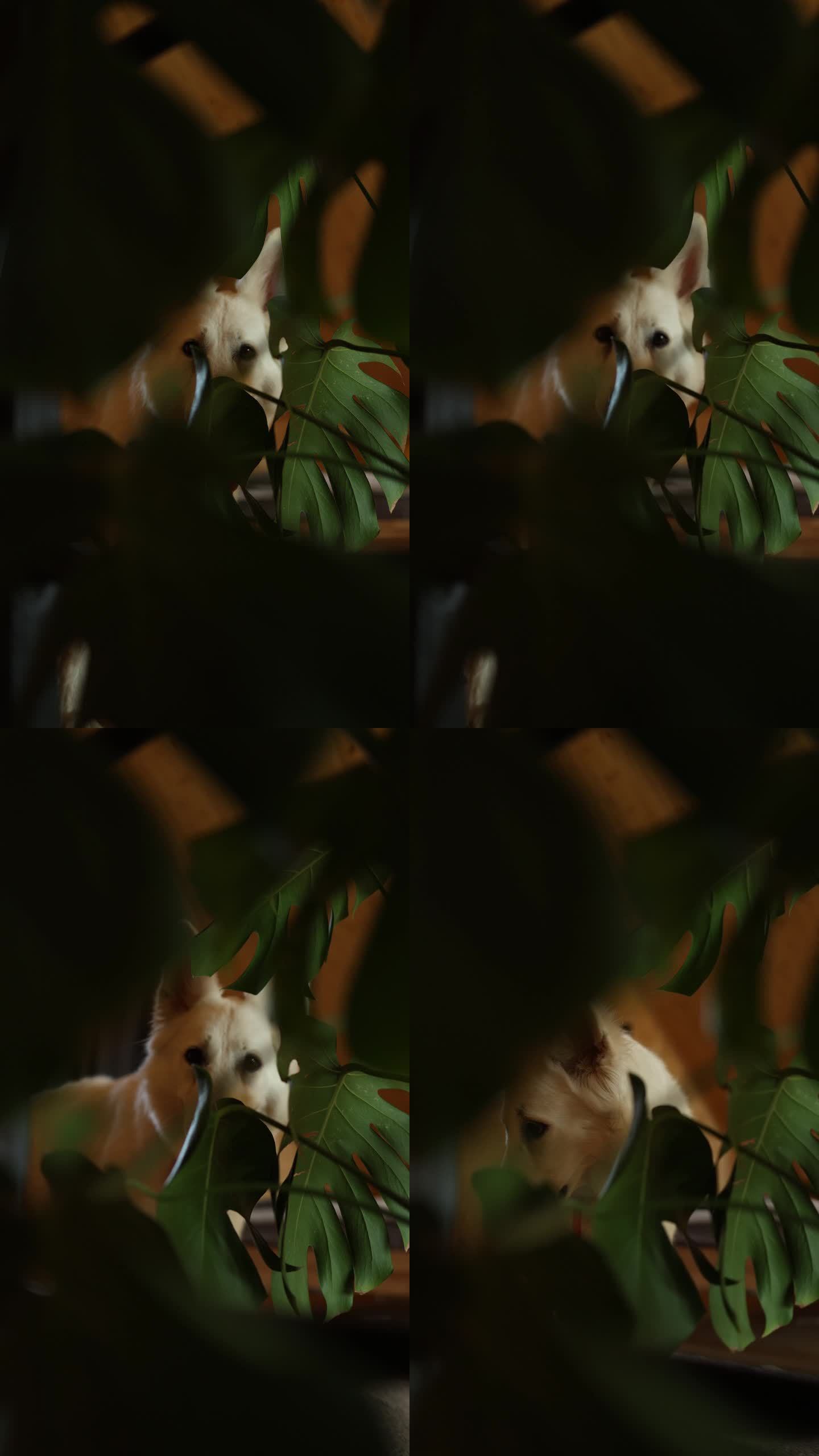 一只白色的狗透过一朵怪兽花的大叶子望向镜头。特写垂直视频。一只瑞士牧羊犬躲在室内植物后面