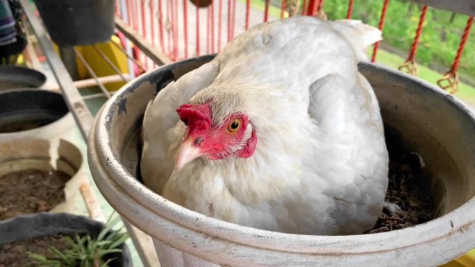 在锅里孵蛋的母鸡。