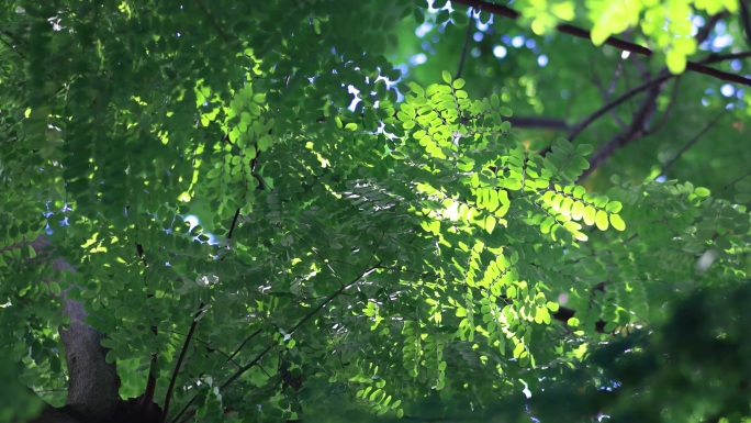 绿植唯美小清新树叶空镜头阳光树叶夏天盛夏