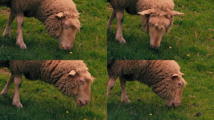 日落时分，羊群在草地上吃草