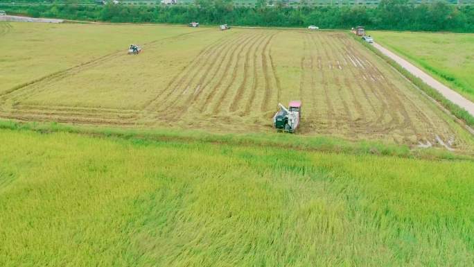 航拍机械化水稻收割机