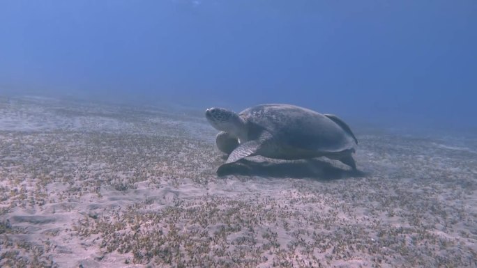 神奇的海龟和两条领航鱼在海底吃东西