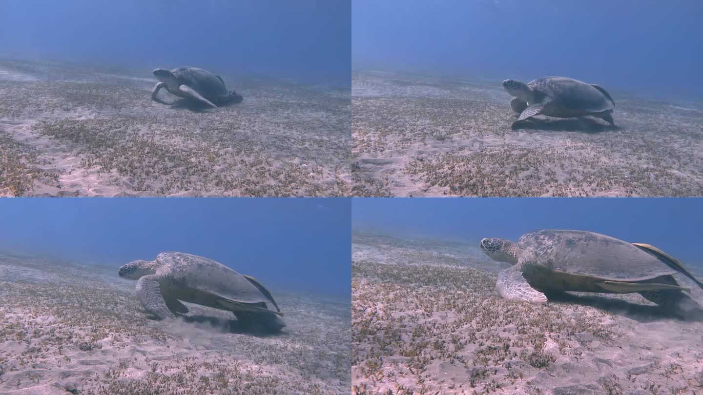 神奇的海龟和两条领航鱼在海底吃东西