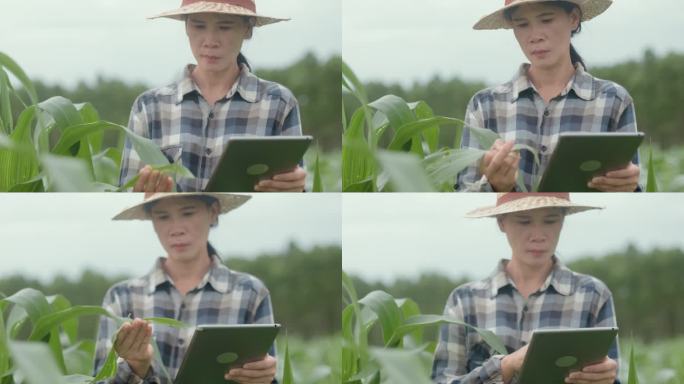 年轻的女农民用数码平板电脑检查农业种植的完整性。