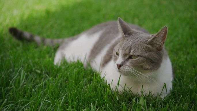 斑纹流浪猫躺在花园草坪上