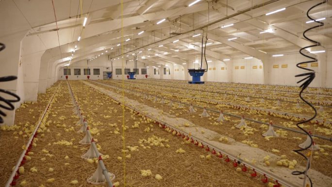 养鸡箱:农场里养鸡的孵化器