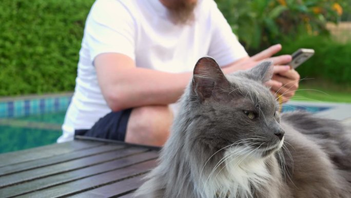 欢快的灰白色猫与使用手机的男人的背景。快乐满足的猫，宠物肖像，特写。猫在主人身边休息。概念快乐，知足