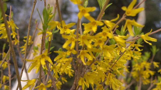 初春 春天 发芽 含苞待放 花骨朵 新芽