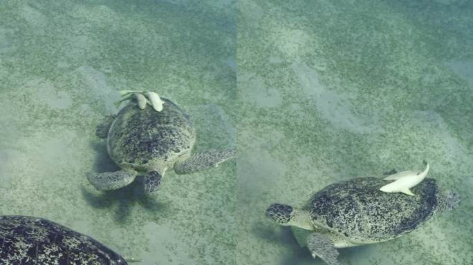 两只大海龟的领土争端的俯视图，慢镜头